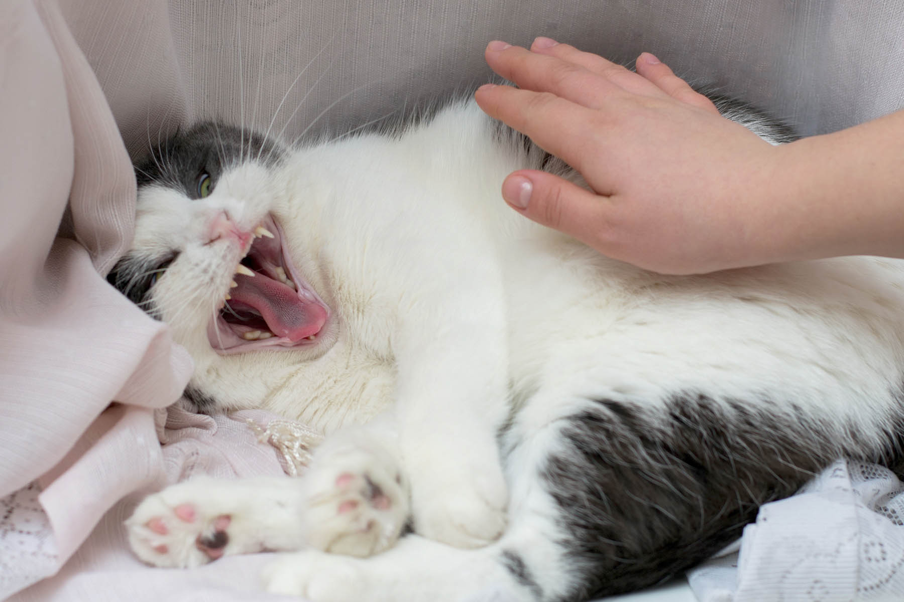 5 Reasons Why Cats Hiss & How To Stop The Behavior