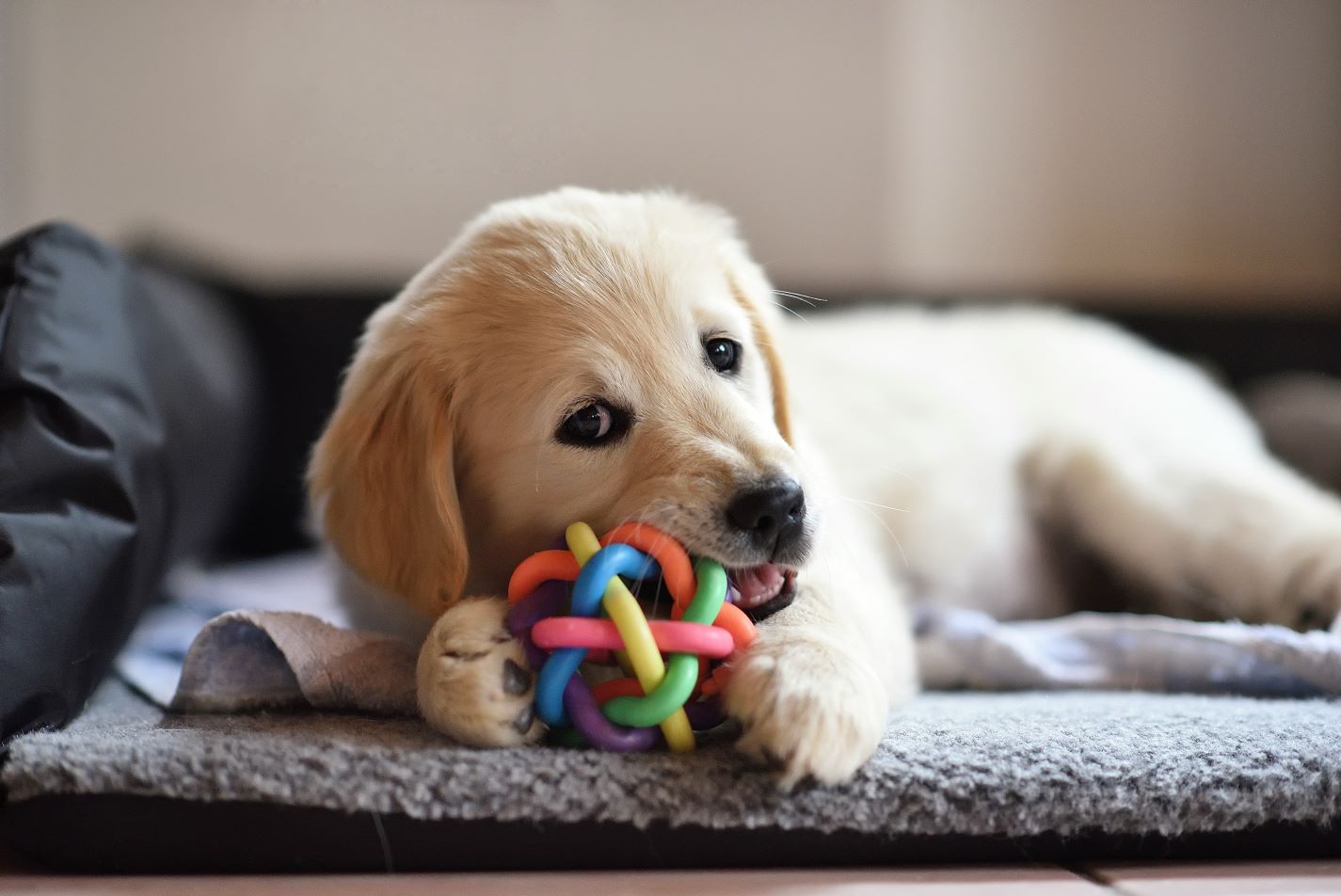 Preparing for Your New Puppy