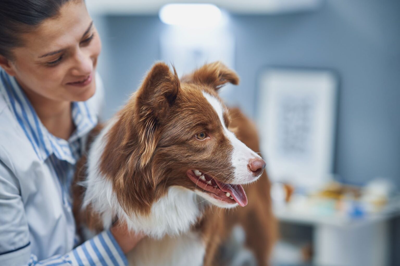 pet-allergies-101-recognizing-symptoms-effective-management