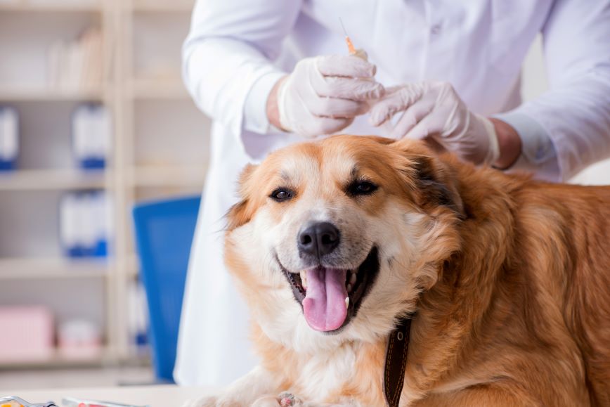 common pet vaccinations