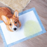 Effective puppy potty training tips