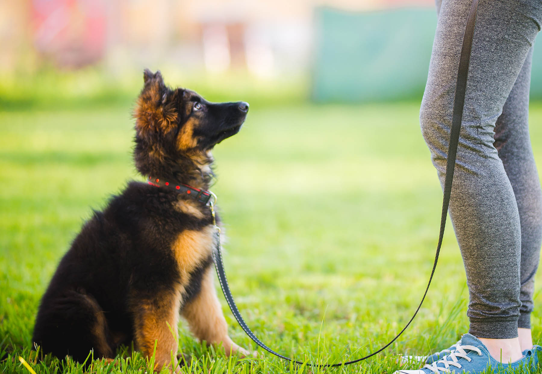Puppy-Proofing Tips: Creating a Safe Environment for Your New Furry Friend