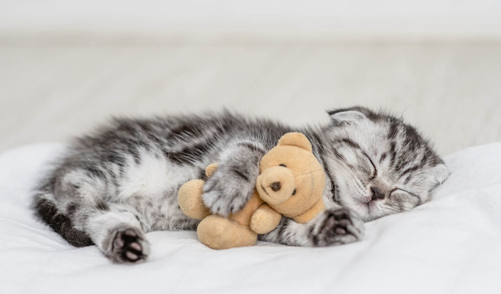 Guide to getting a new kitten