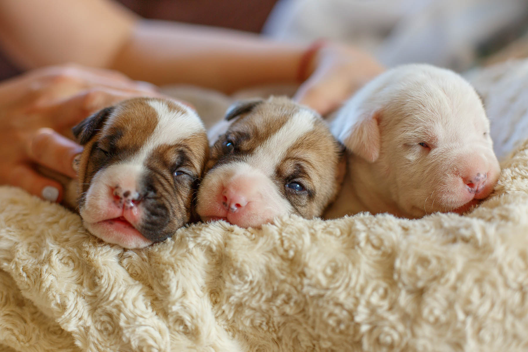Caring for Newborn Puppies