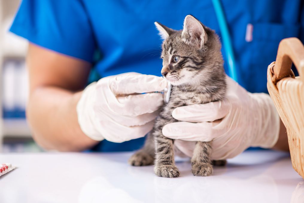 Kitten vet fees and preparation