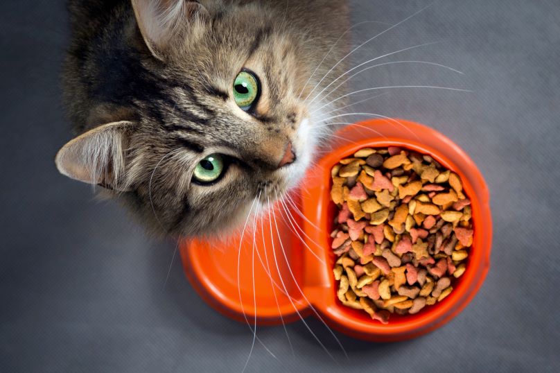 pet nutrition myths debunked with a cat looking up