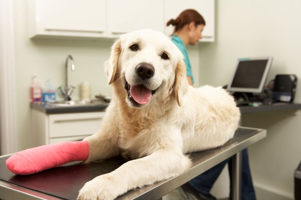 common pet surgeries and what pet owners should know