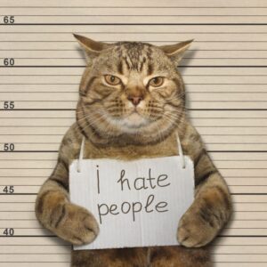 funny cat with sign