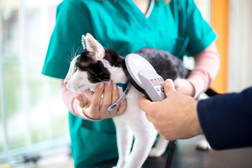 cat getting a microchip example of pet microchipping