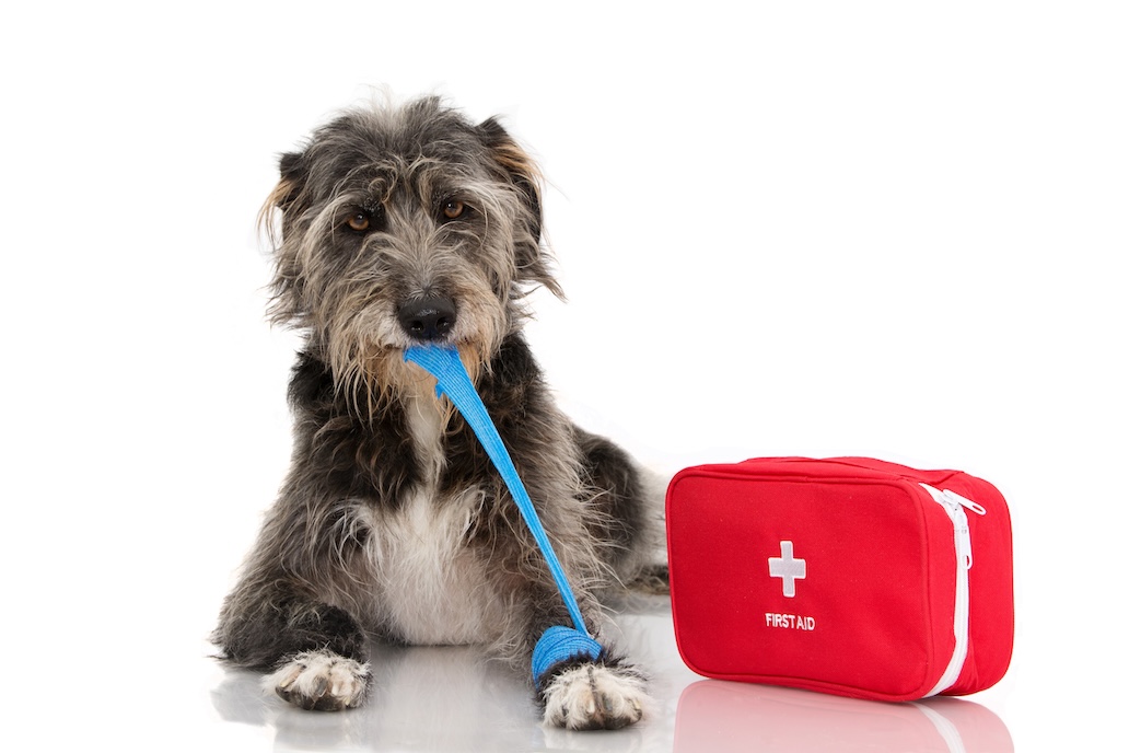 emergency pet care