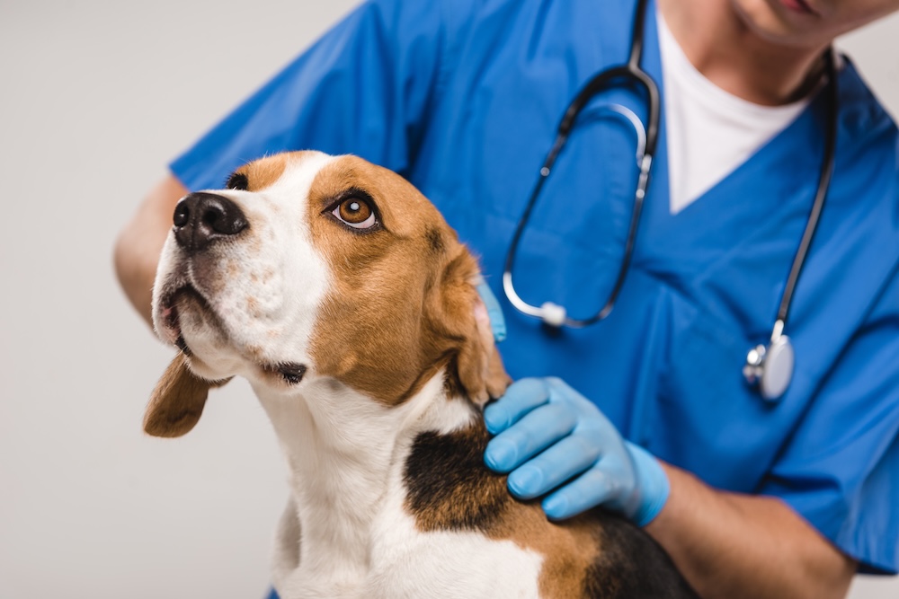 Pancreatic Cancer in Dogs