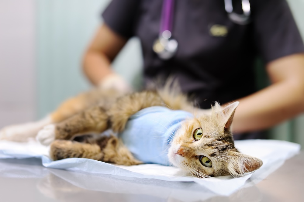 Cat Surgery Aftercare & Recovery