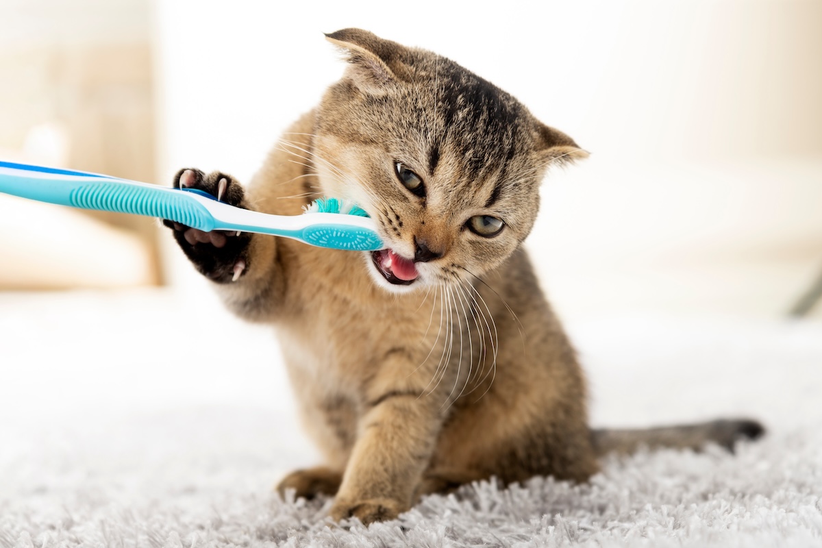 cat brushing its teeth for cat dental care