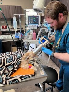 faithful friends vets in pet surgery for feline dental care (dublin, ohio)