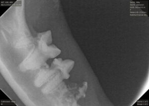 feline dental x ray