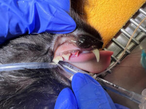 cat dental cleaning from faithful friends vet clinic