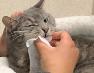 brushing your cat's teeth with a cloth