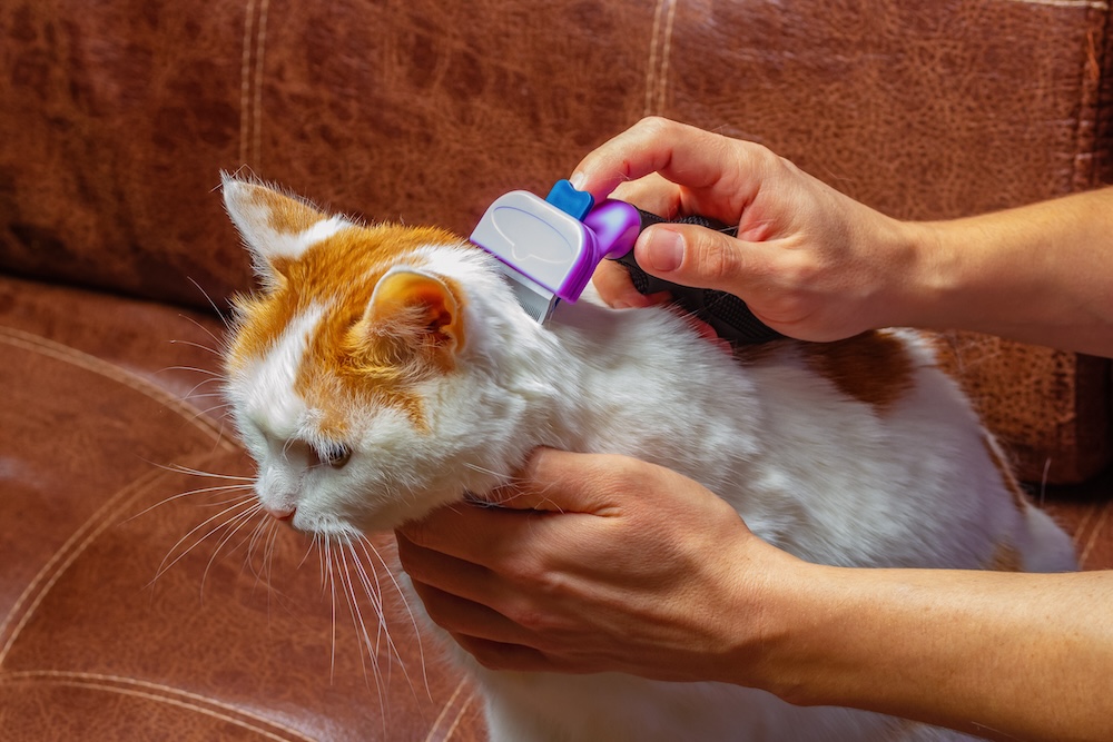 pet owner treating cat dandruff