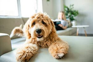 Understanding the BRAF Test for Dogs Faithful Friends Vet