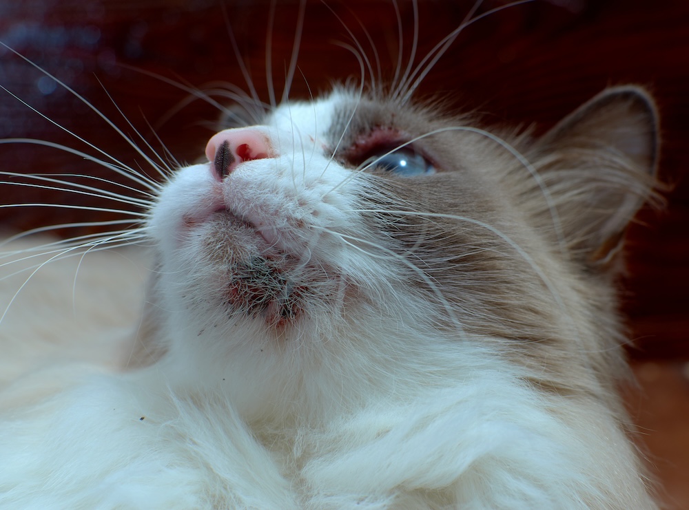 examples of cat acne treatment