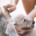 vet showing best flea treatment for dogs