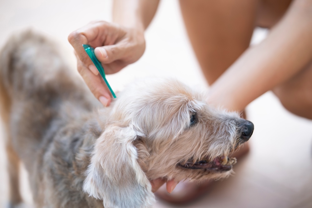 vet showing best flea treatment for dogs