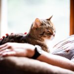 cat arthritis treatment