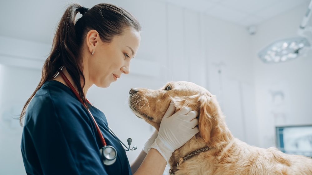 vet doing 4dx test for dogs