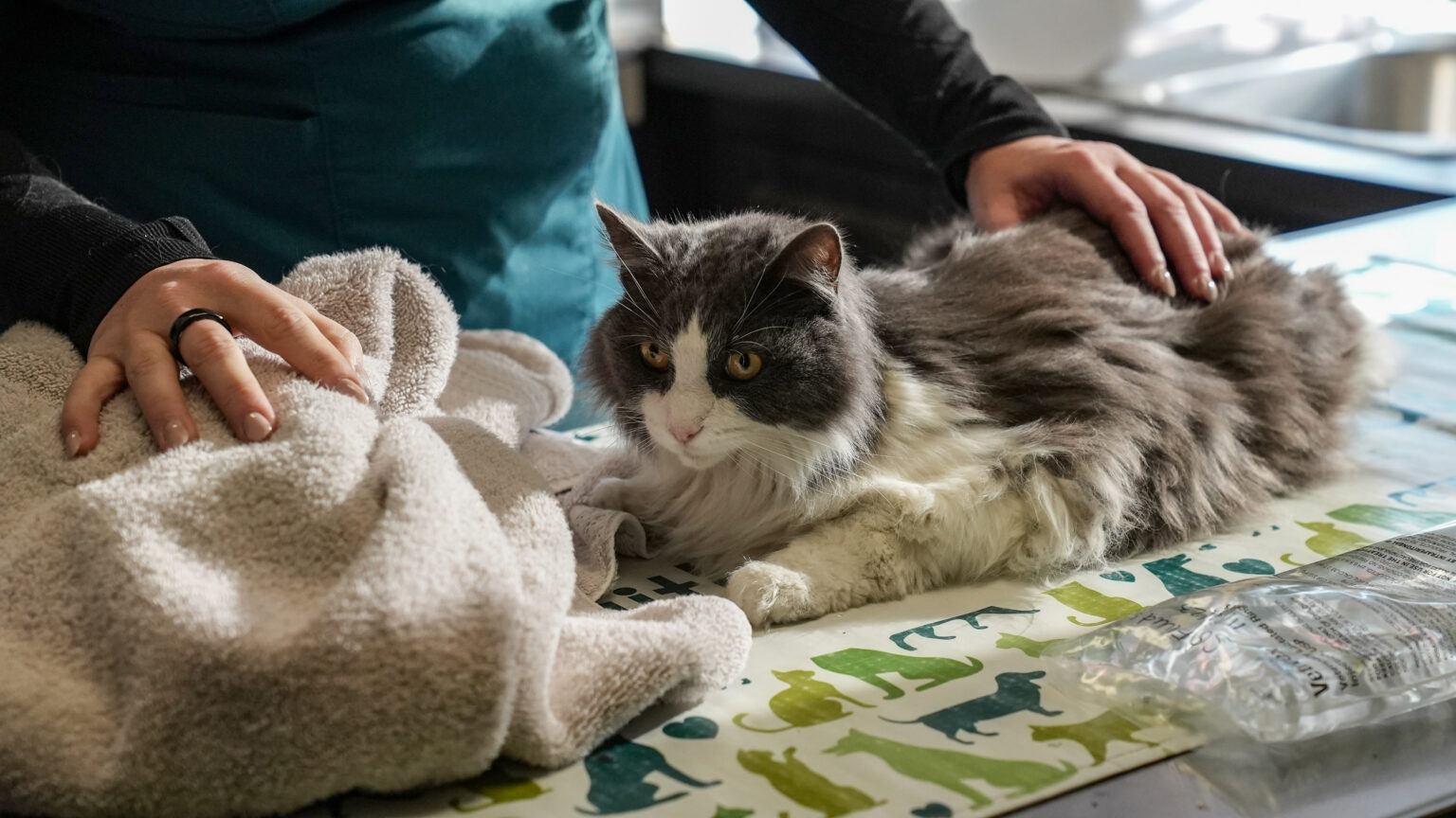Senior Cat Veterinary Care | Columbus Feline Geriatrics - Feline Anxiety And Stress Management Plans For Seniors