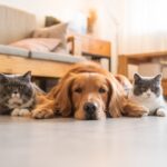 pet cancer symptoms