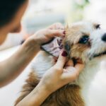 ear mite treatment for dogs