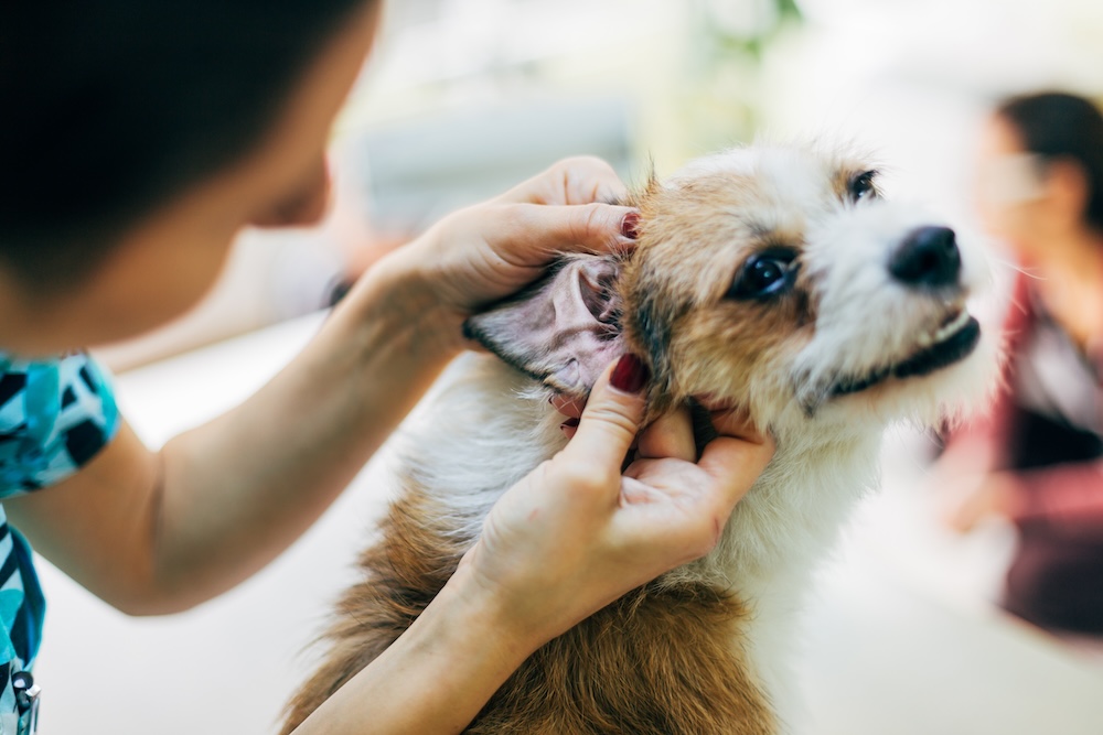 ear mite treatment for dogs