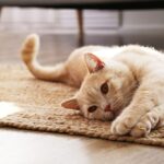 best flea treatment for cats