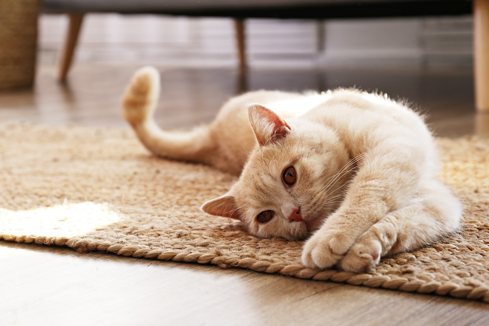 best flea treatment for cats