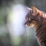 feline urinary tract issues