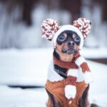 cold weather pet safety