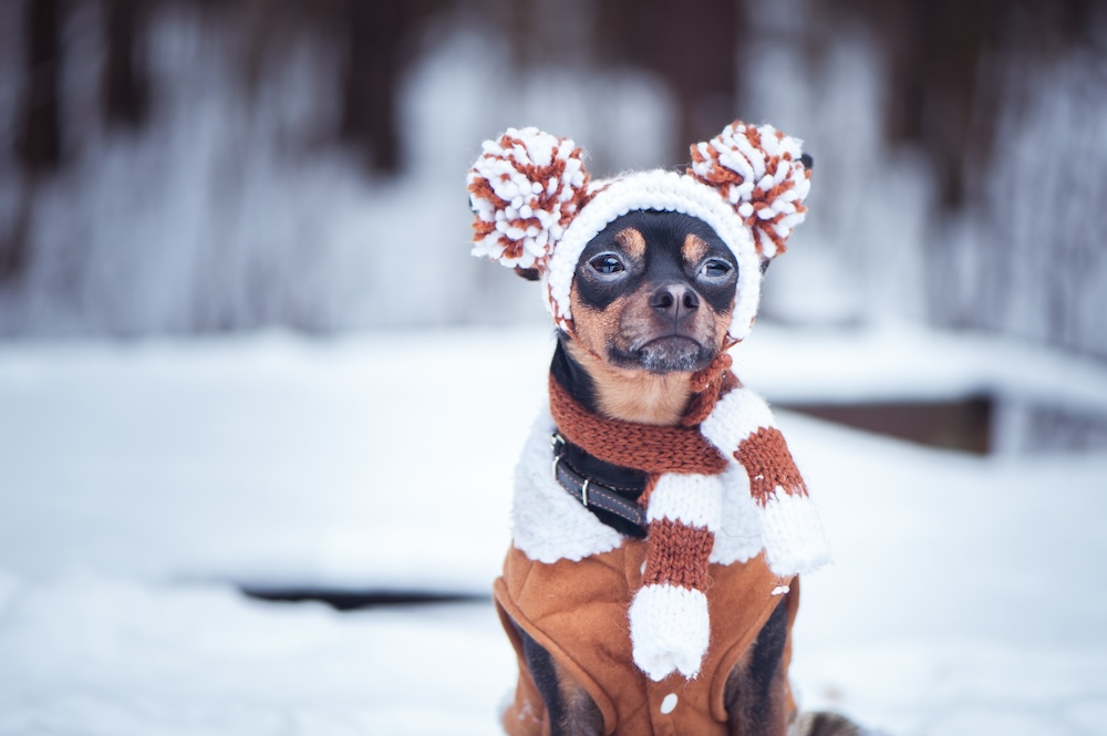 cold weather pet safety