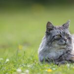 feline hyperthyroidism treatment