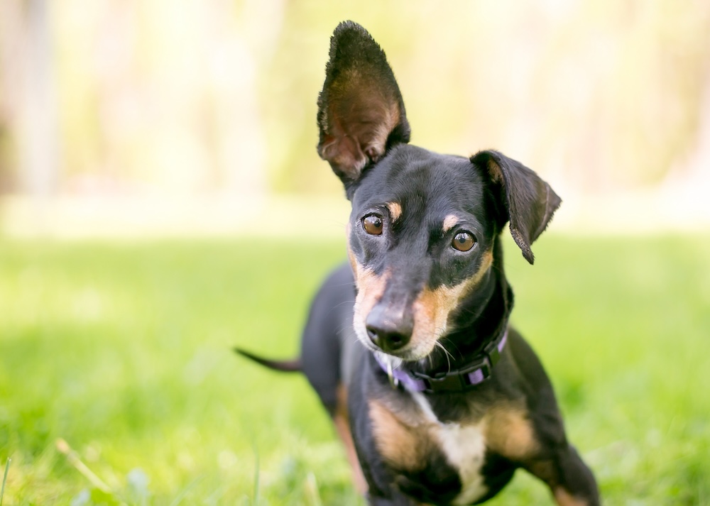 how to test a dogs hearing