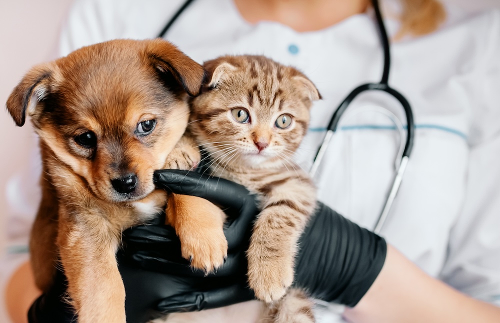 first vet visit