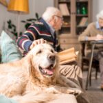 Arthritis in Senior Dogs