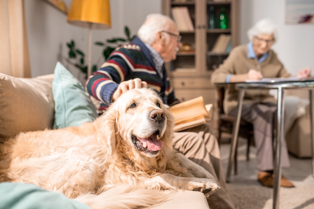 Arthritis in Senior Dogs