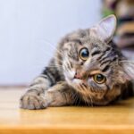 hairball prevention for cats