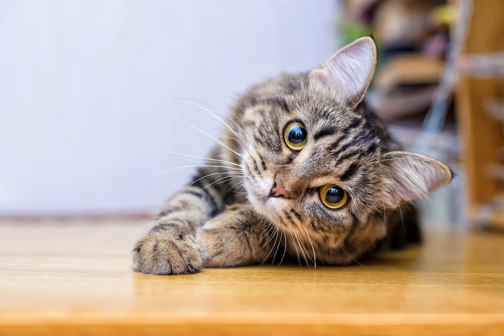 hairball prevention for cats