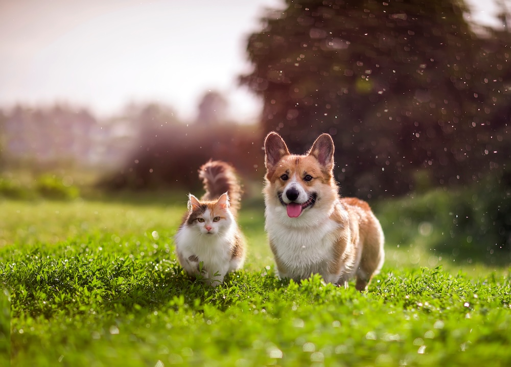 heart-worm prevention for pets