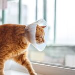 feline spay surgery aftercare