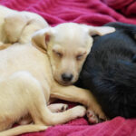 puppies cuddling