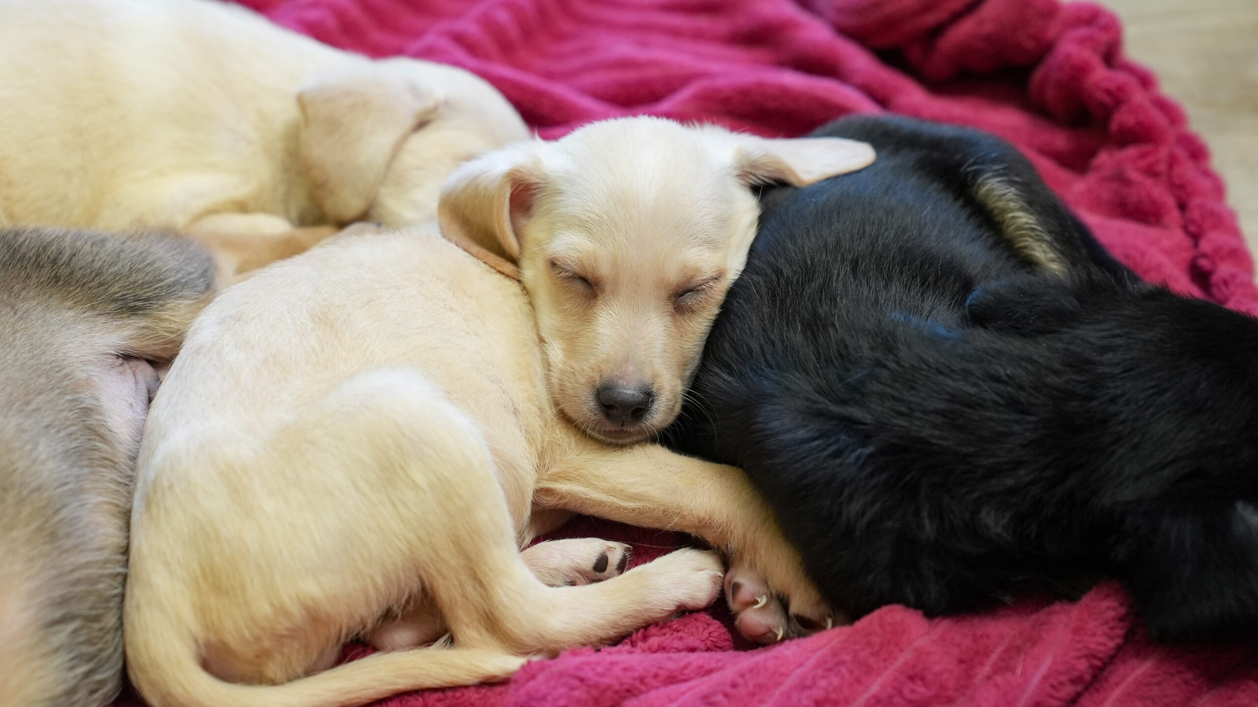 puppies cuddling