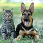 dog and cat laying on grass