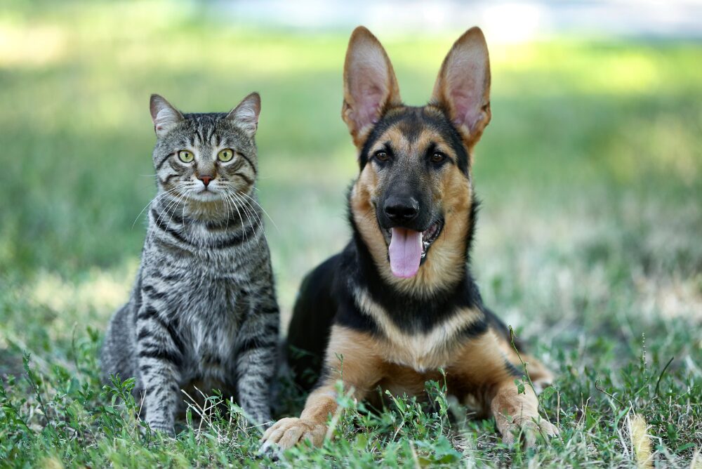dog and cat laying on grass